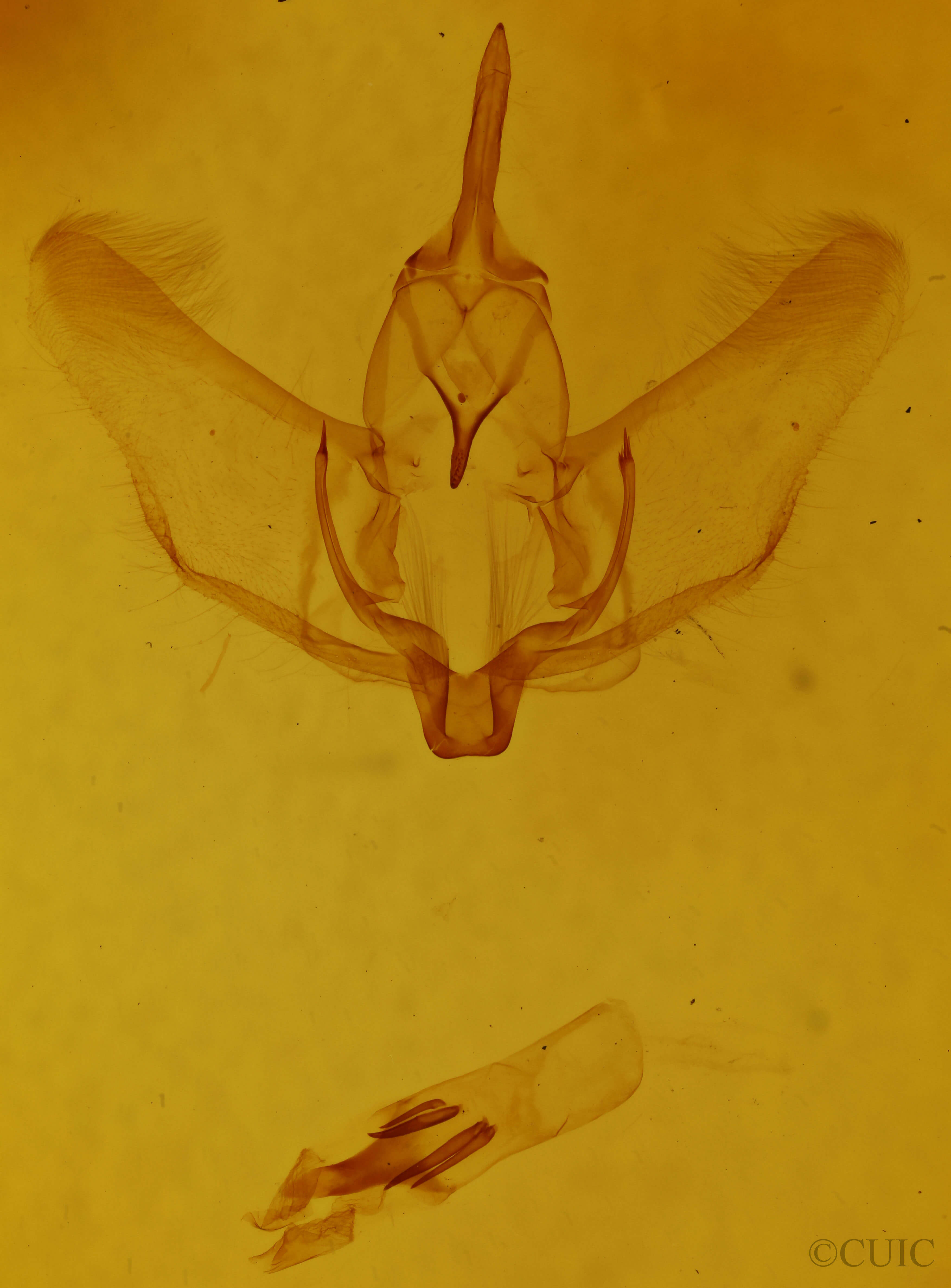 genitalia view of adult Plagodis phlogosaria keutzingaria