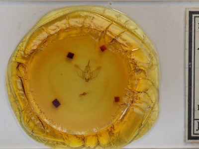 slide view of adult Plagodis phlogosaria keutzingaria