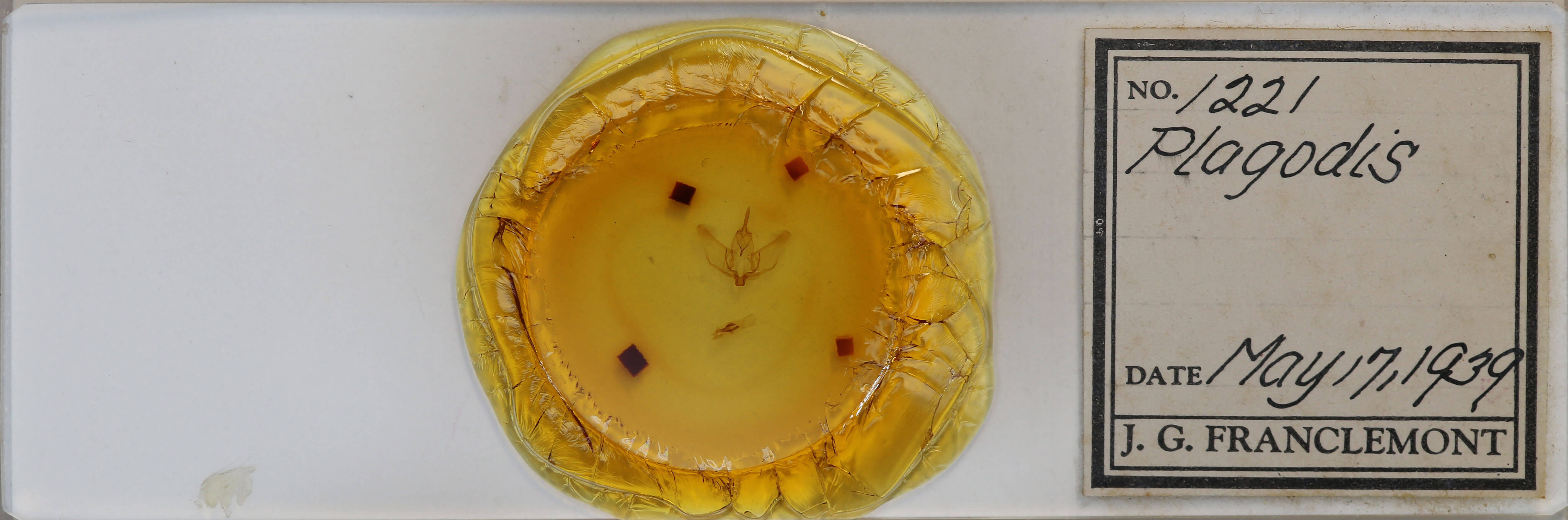 slide view of adult Plagodis phlogosaria keutzingaria