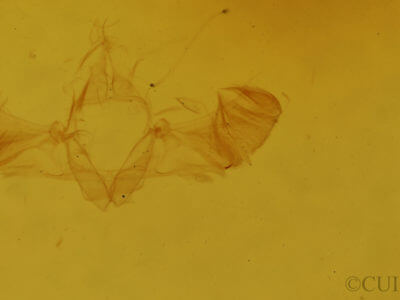 genitalia view of adult Pleuroprucha insulsaria
