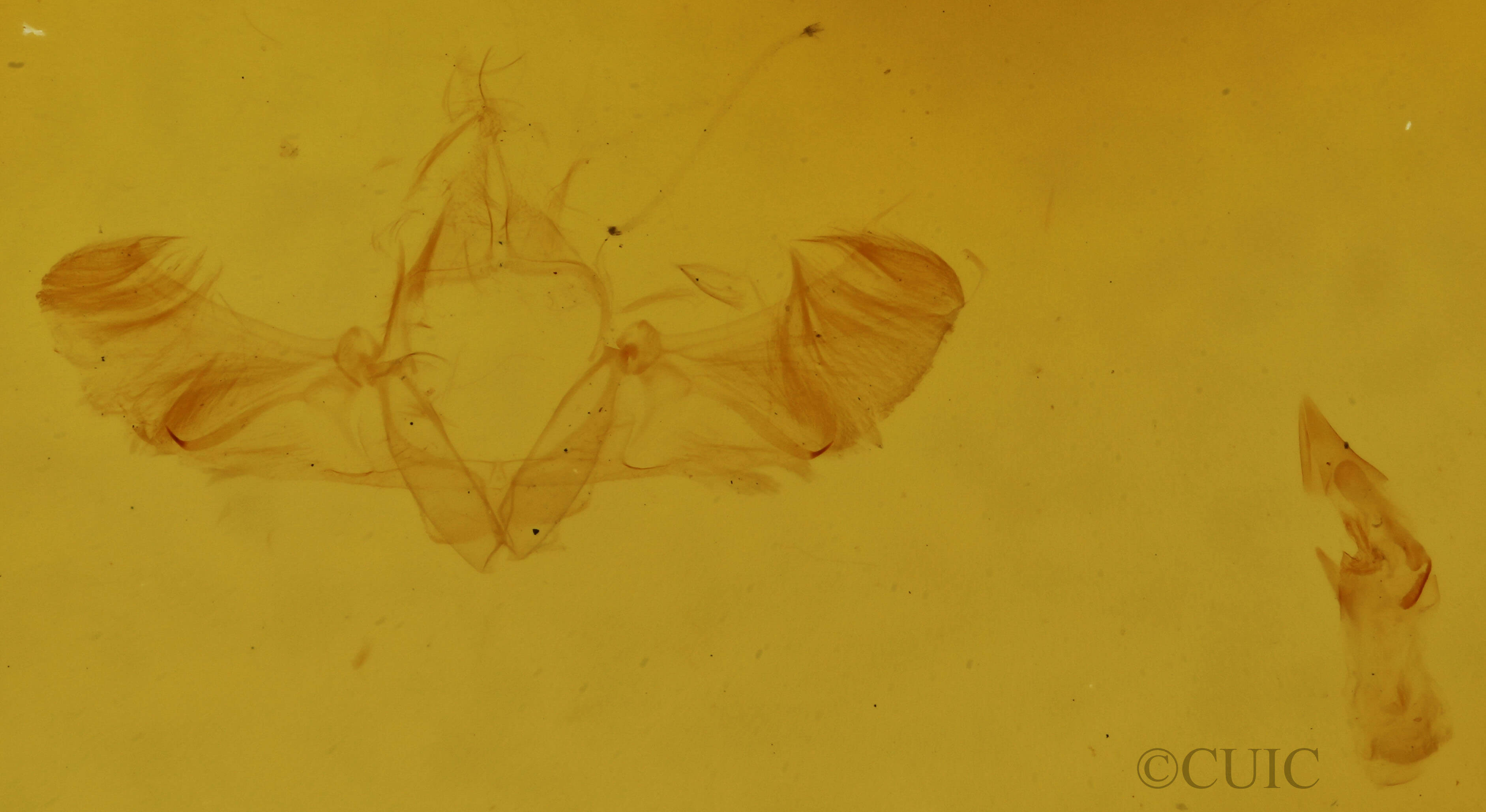 genitalia view of adult Pleuroprucha insulsaria