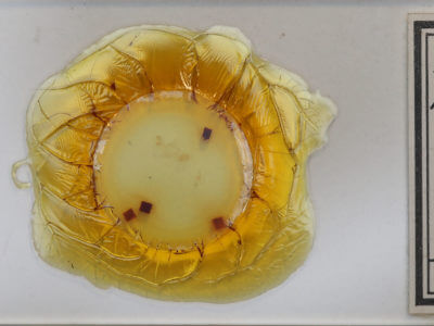 slide view of adult Pleuroprucha insulsaria