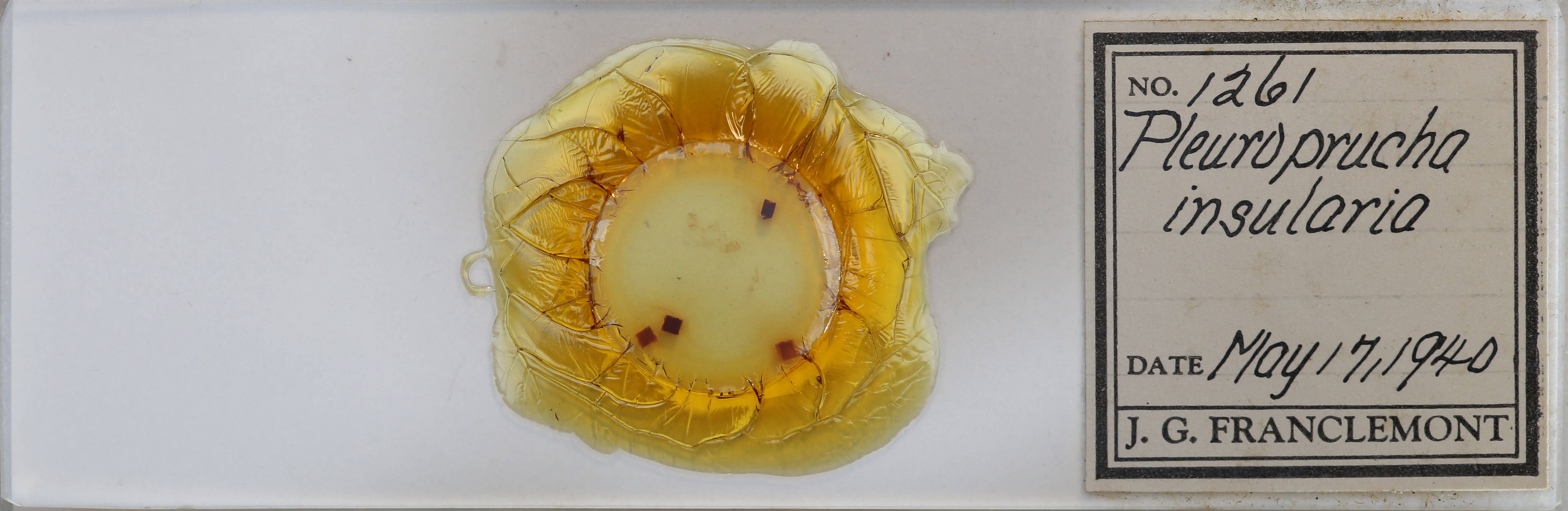 slide view of adult Pleuroprucha insulsaria