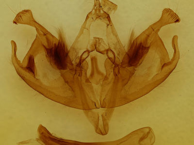 genitalia view of adult Polia imbrifera