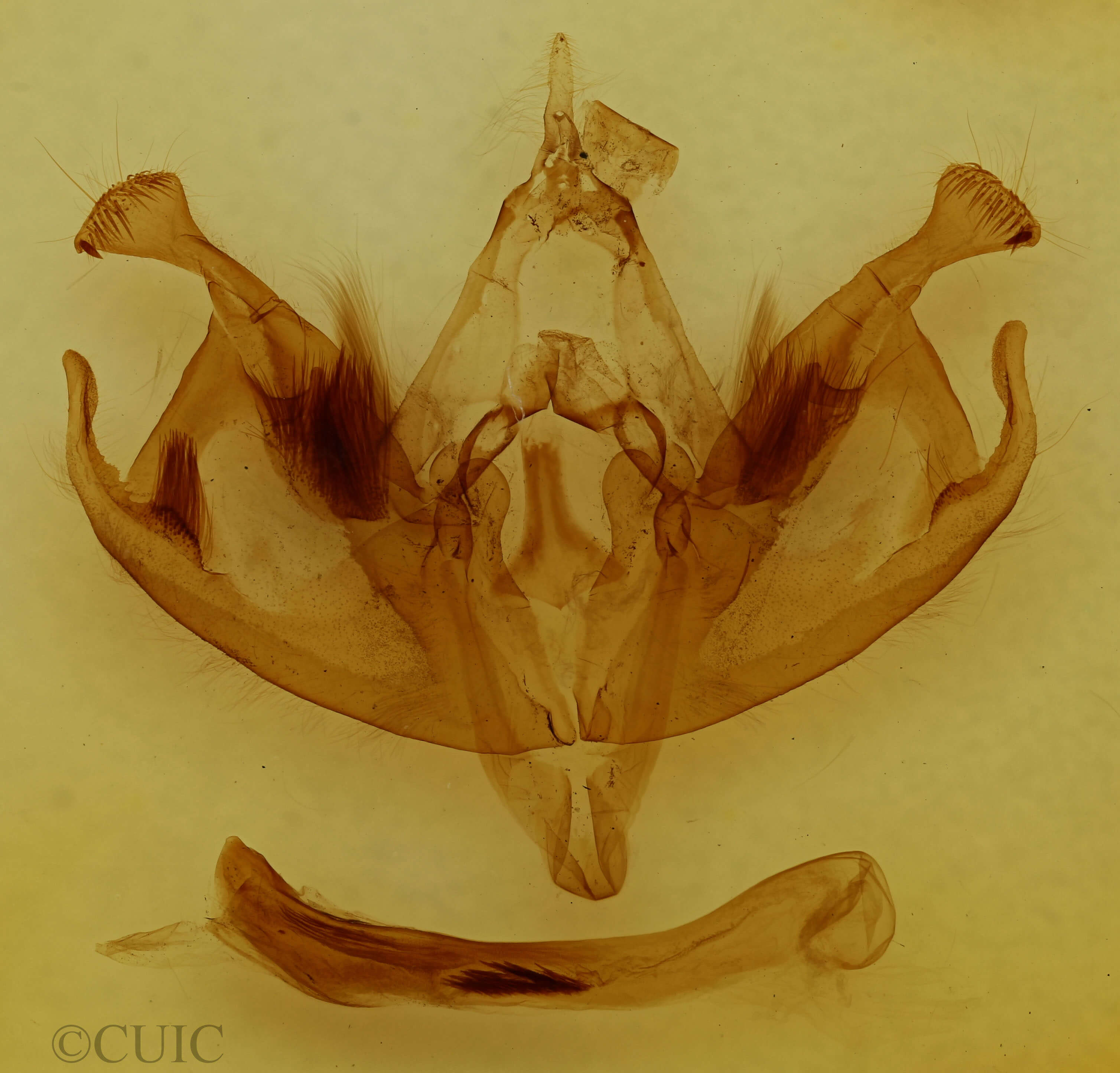 genitalia view of adult Polia imbrifera