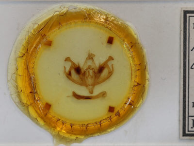 slide view of adult Polia imbrifera