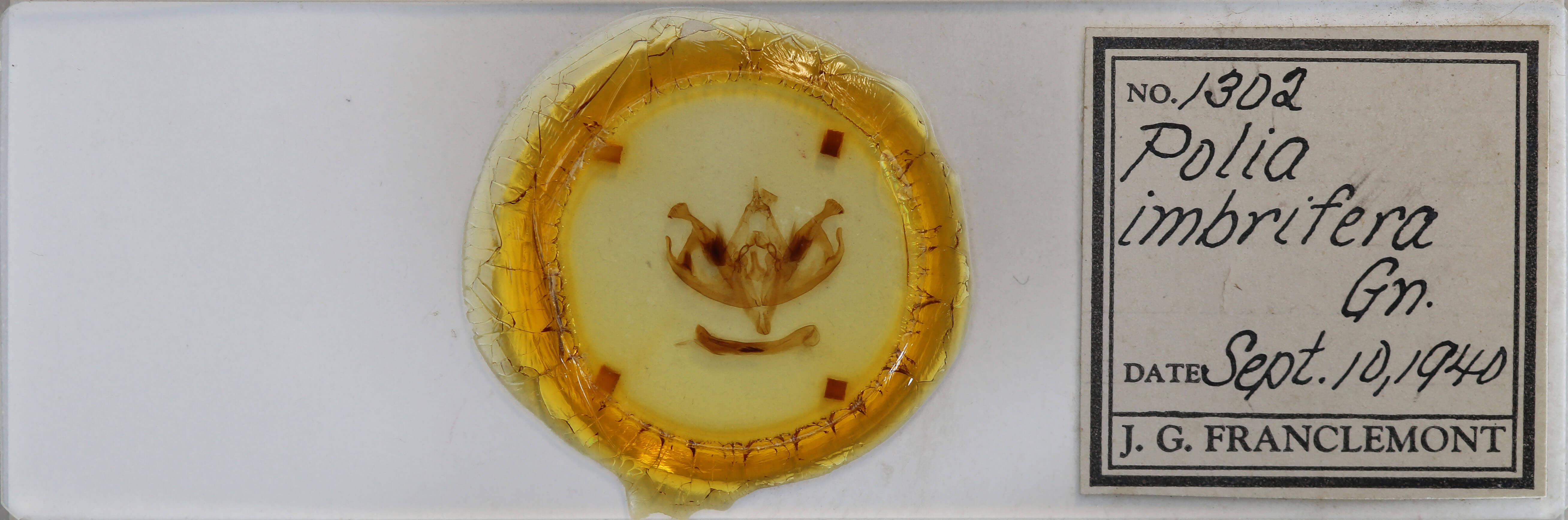 slide view of adult Polia imbrifera