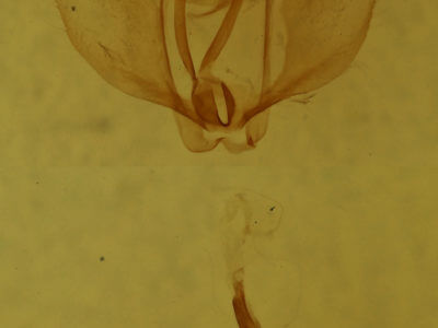 genitalia view of adult Cepphis decoloraria