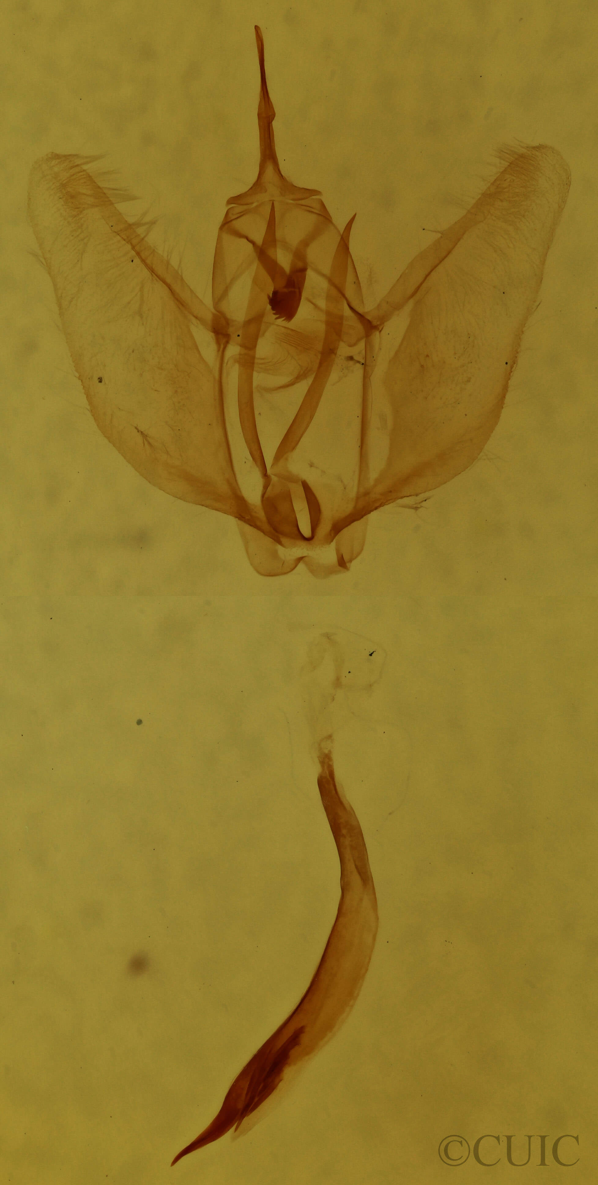 genitalia view of adult Cepphis decoloraria