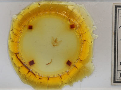 slide view of adult Cepphis decoloraria