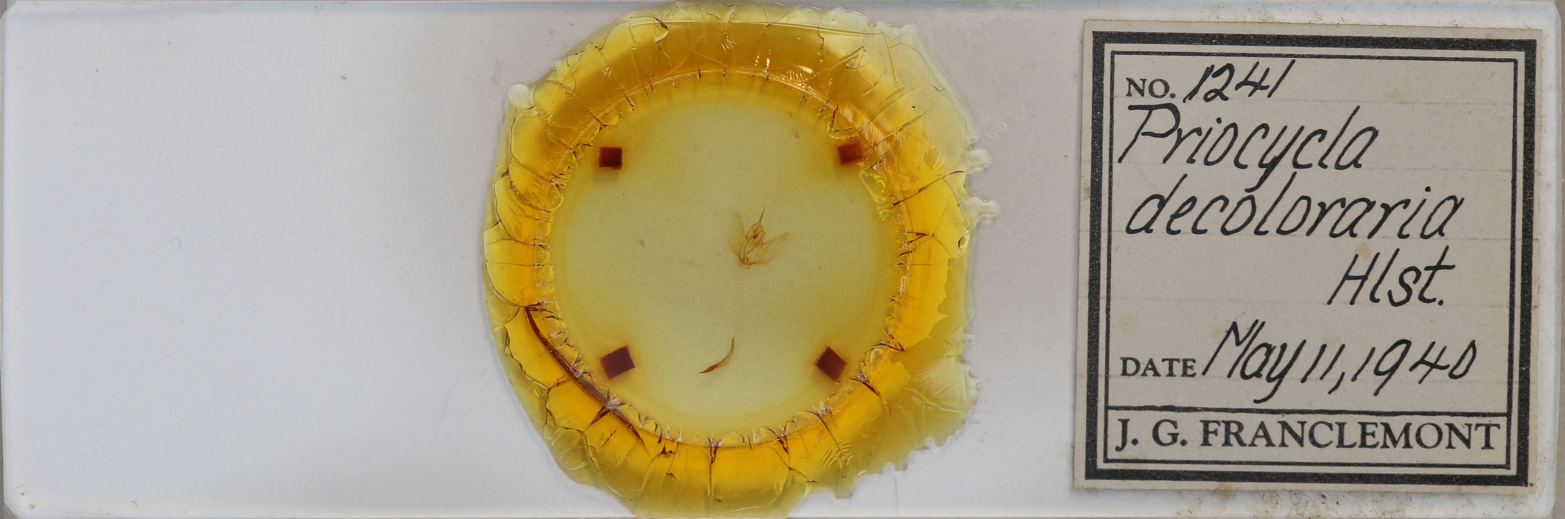 slide view of adult Cepphis decoloraria