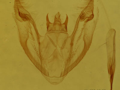 genitalia view of adult Protoboarmia porcelaria