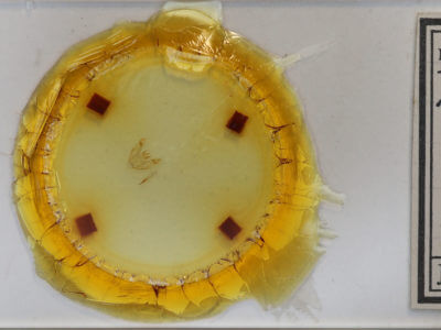 slide view of adult Protoboarmia porcelaria