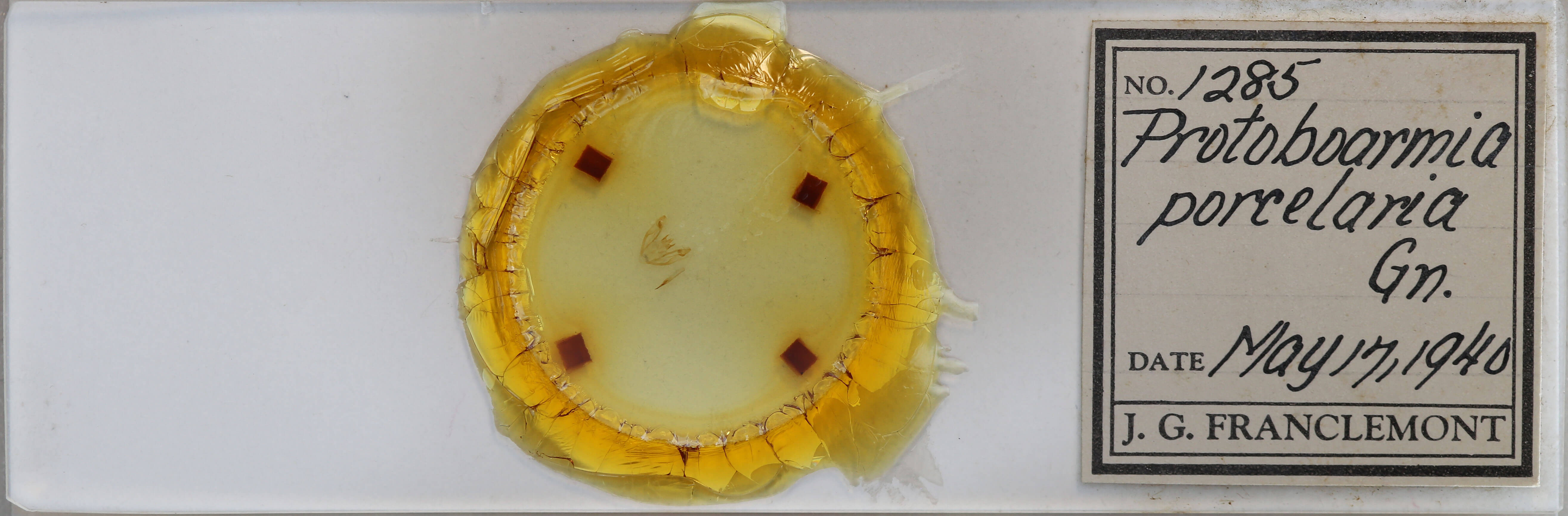 slide view of adult Protoboarmia porcelaria