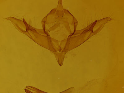 genitalia view of adult Protolampra brunneicollis