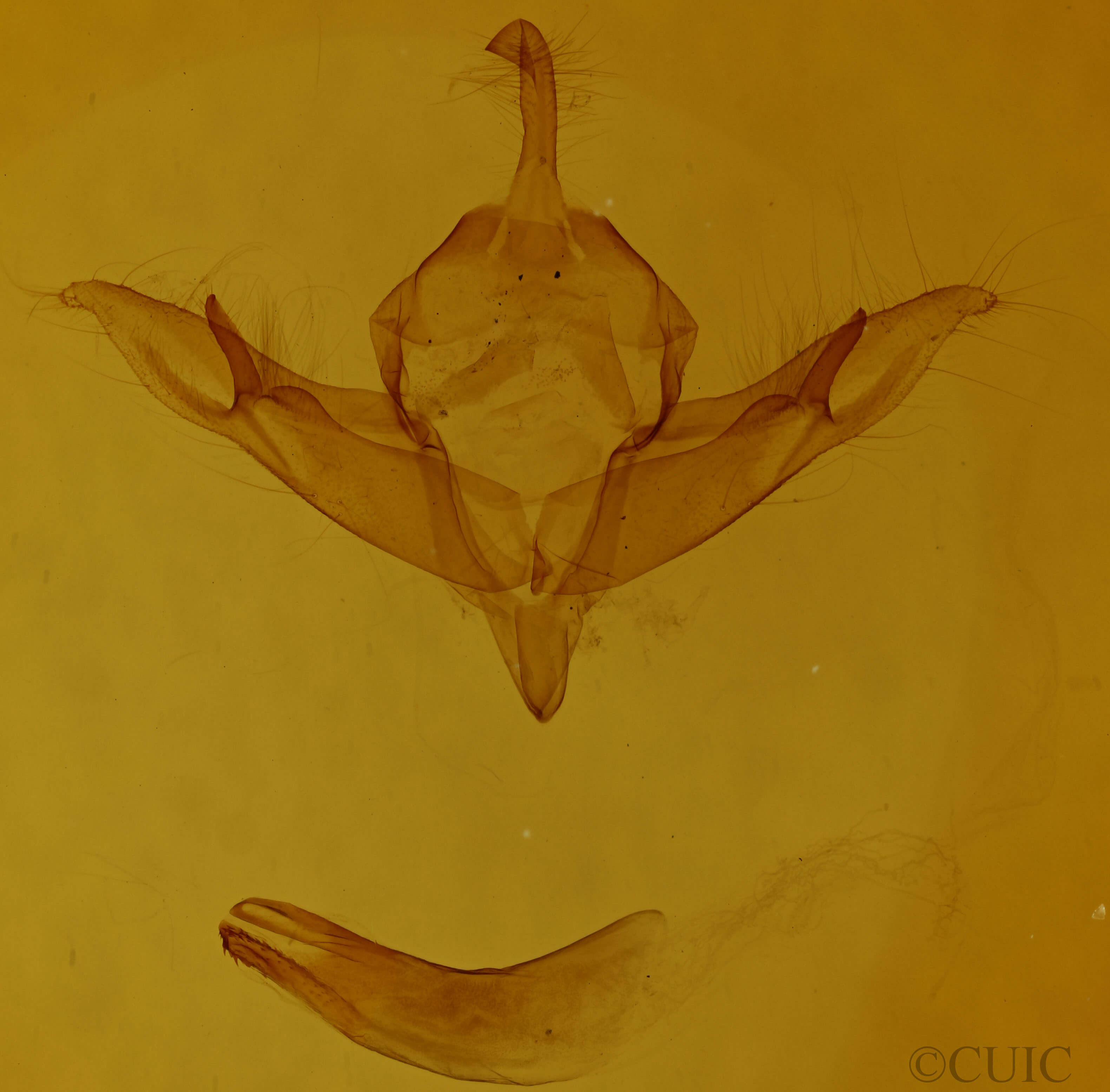 genitalia view of adult Protolampra brunneicollis
