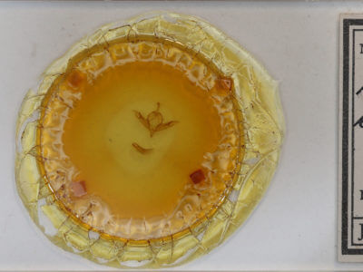 slide view of adult Protolampra brunneicollis