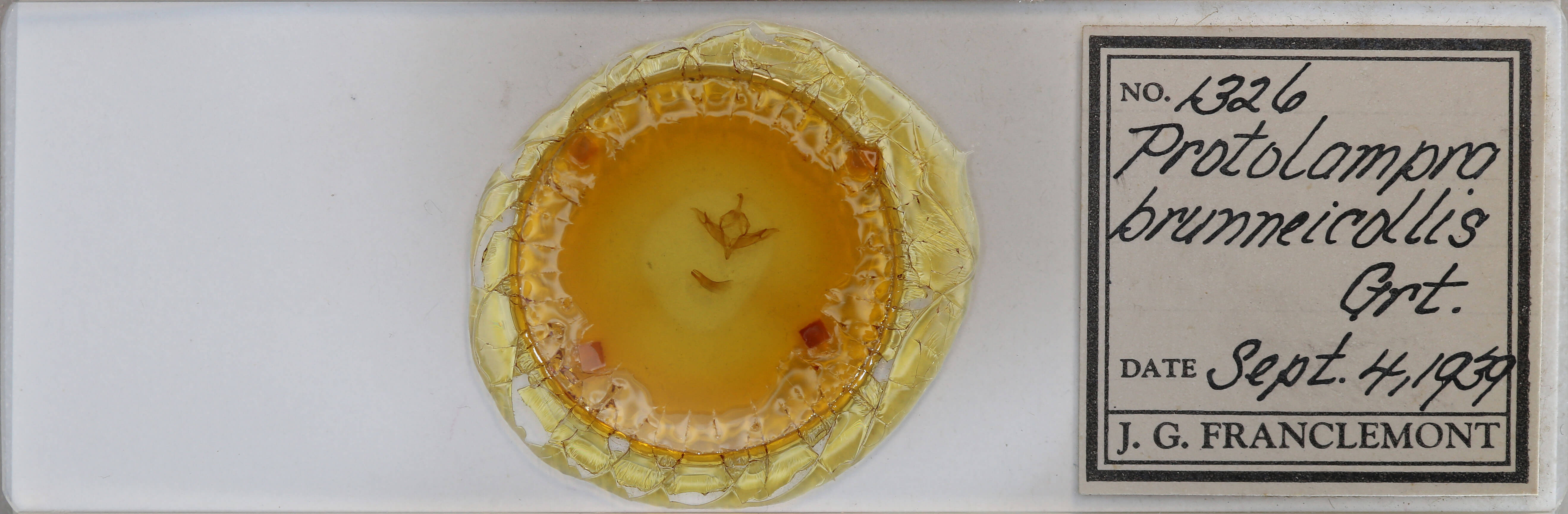 slide view of adult Protolampra brunneicollis