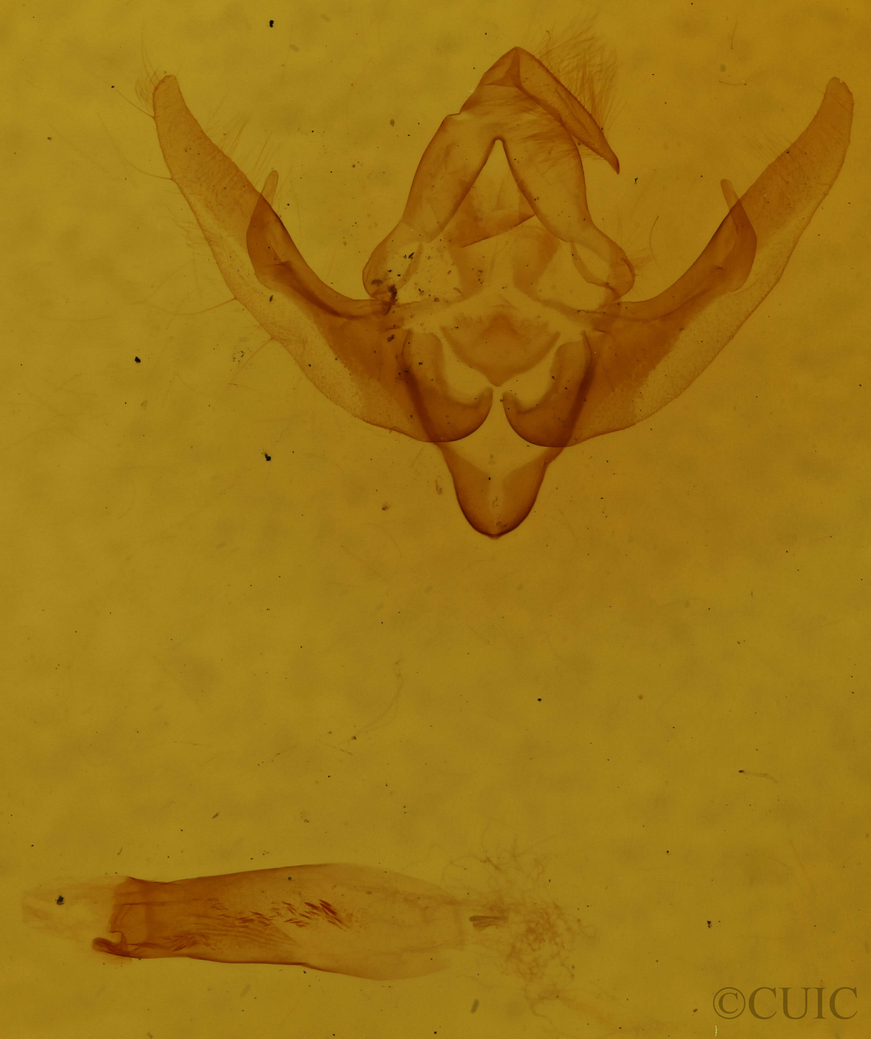 genitalia view of adult Pseudanarta crocea