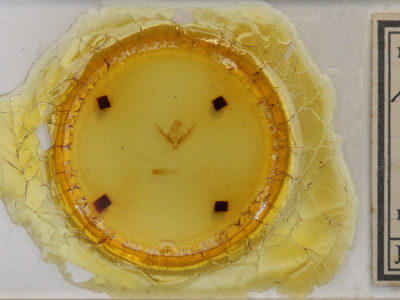 slide view of adult Pseudanarta crocea