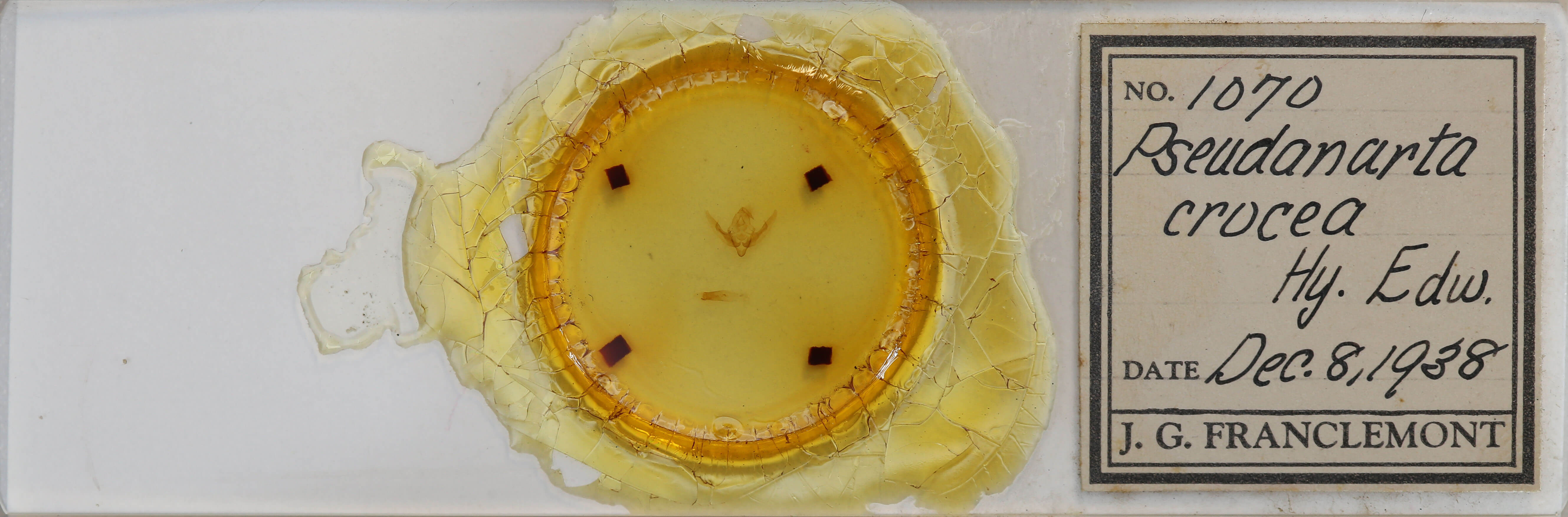 slide view of adult Pseudanarta crocea