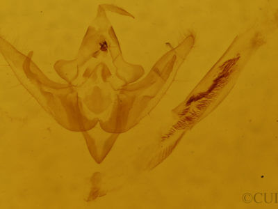 genitalia view of adult Pseudanarta crocea