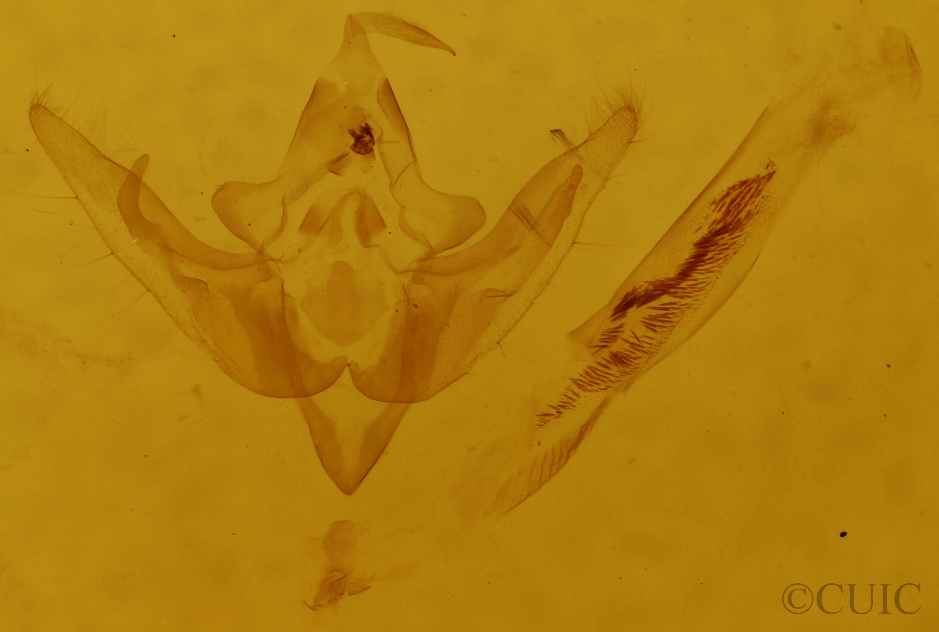 genitalia view of adult Pseudanarta crocea