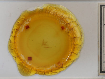 slide view of adult Pseudanarta crocea