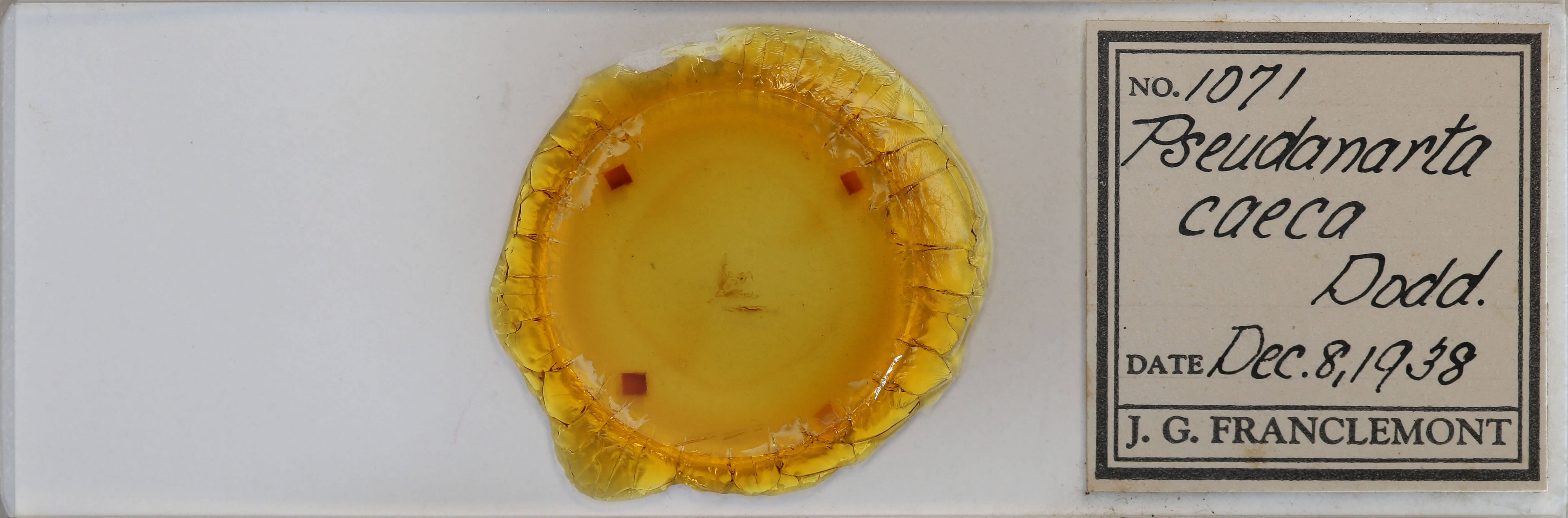 slide view of adult Pseudanarta crocea