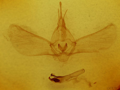 genitalia view of adult Pseudothyatira cymatophoroides