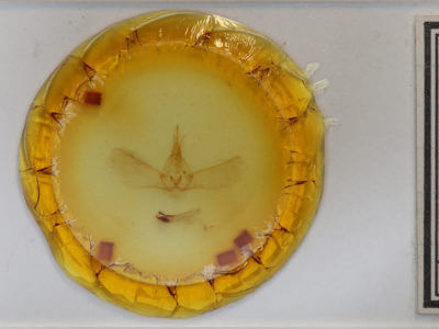 slide view of adult Pseudothyatira cymatophoroides