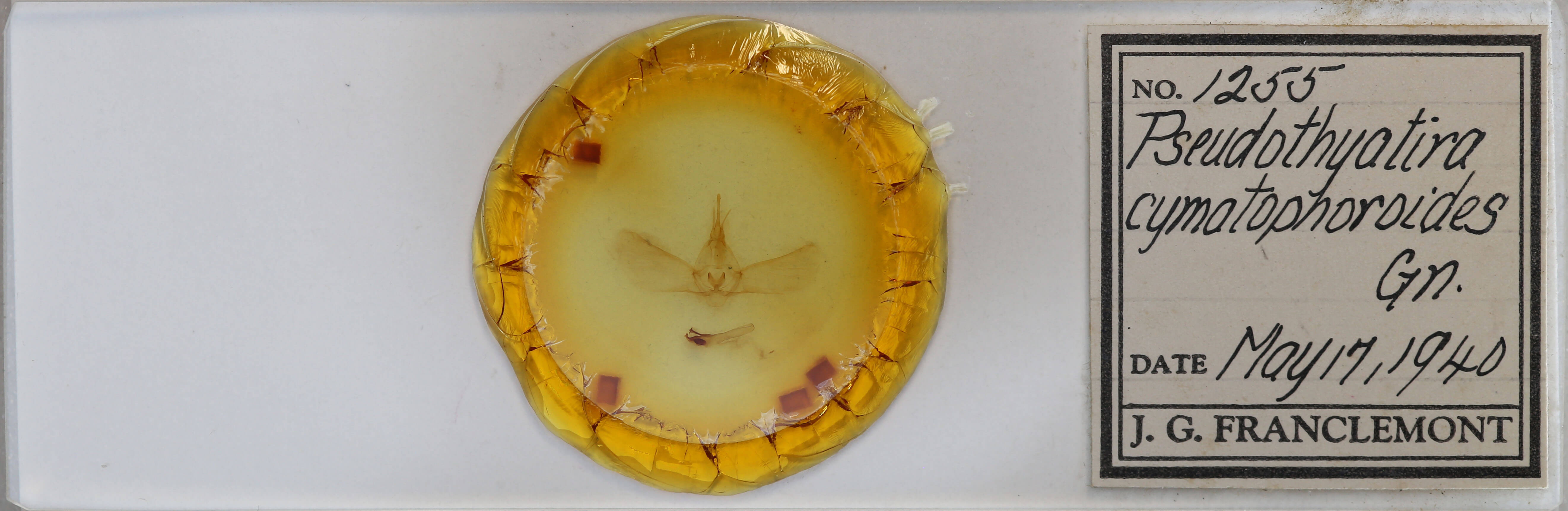 slide view of adult Pseudothyatira cymatophoroides