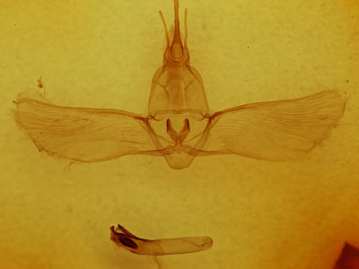 genitalia view of adult Pseudothyatira cymatophoroides