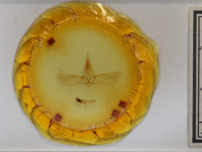 slide view of adult Pseudothyatira cymatophoroides