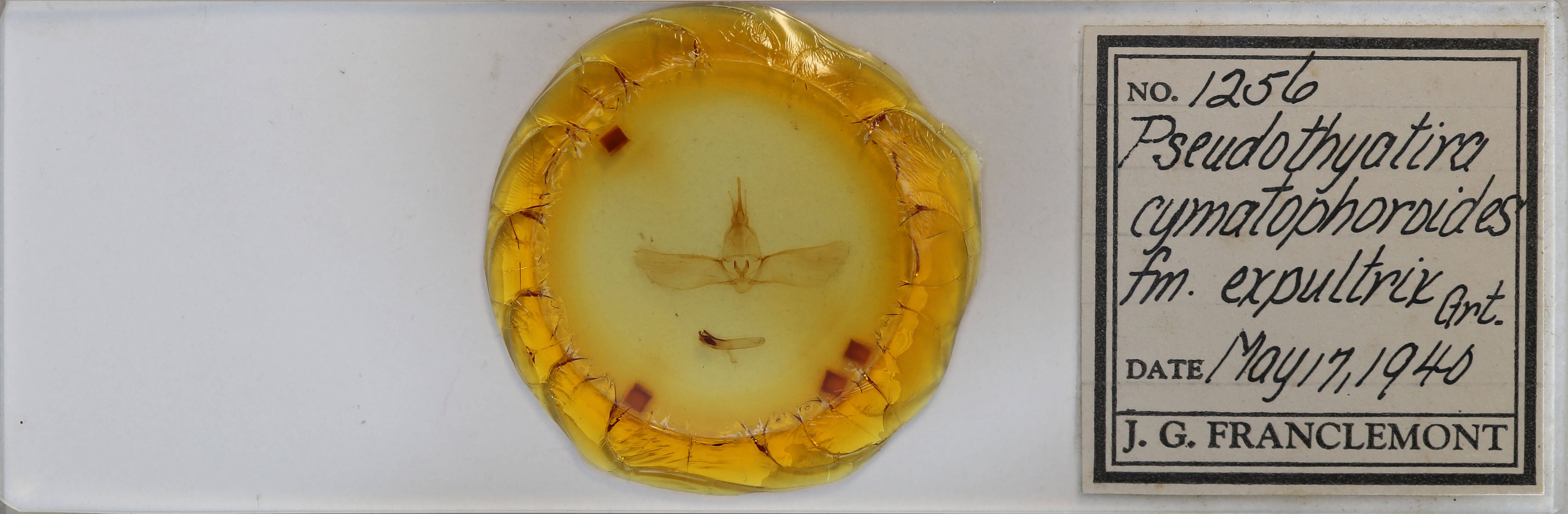 slide view of adult Pseudothyatira cymatophoroides