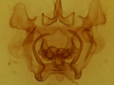 genitalia view of adult Gonogramma veigli