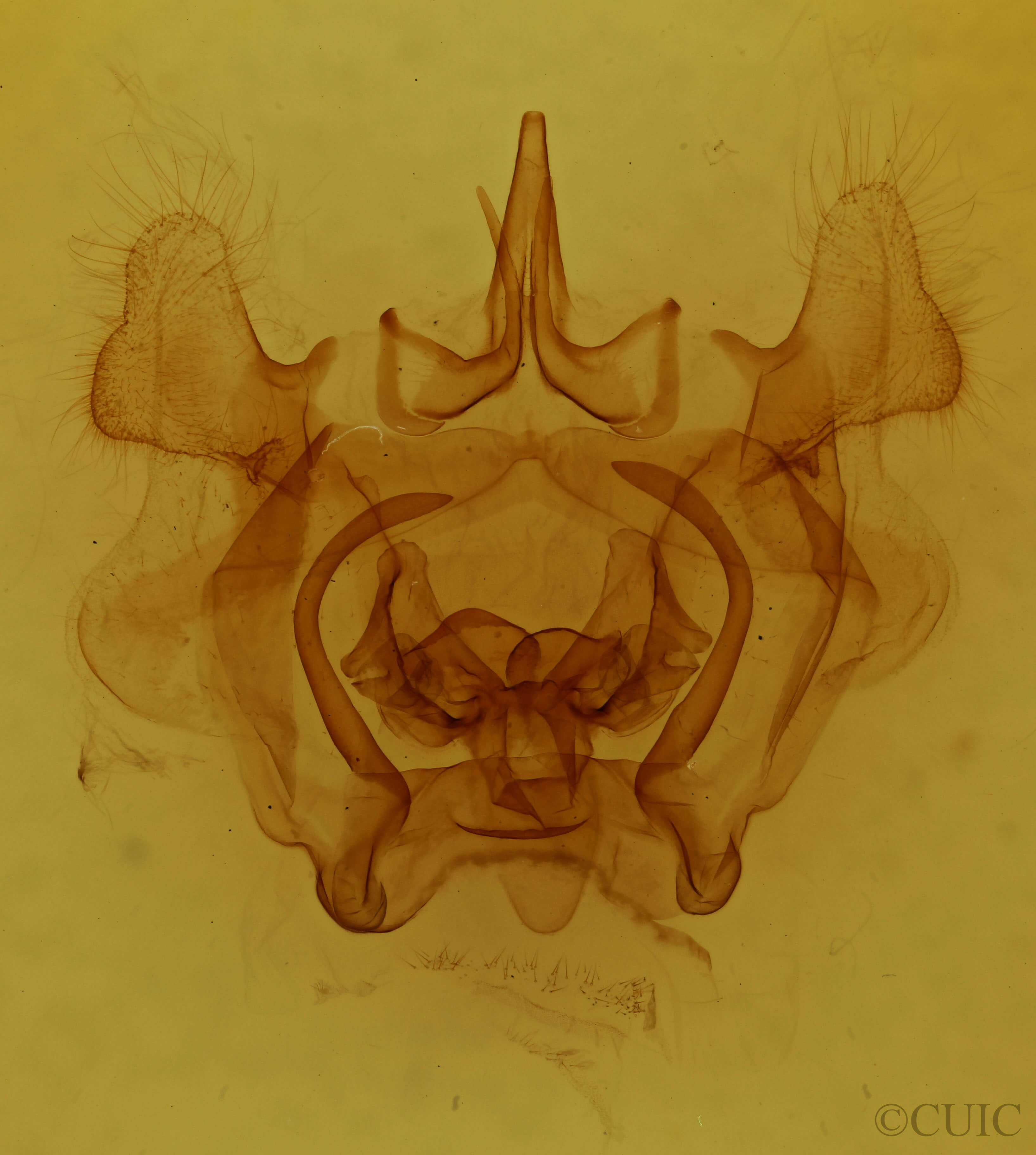 genitalia view of adult Gonogramma veigli