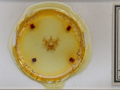 slide view of adult Gonogramma veigli