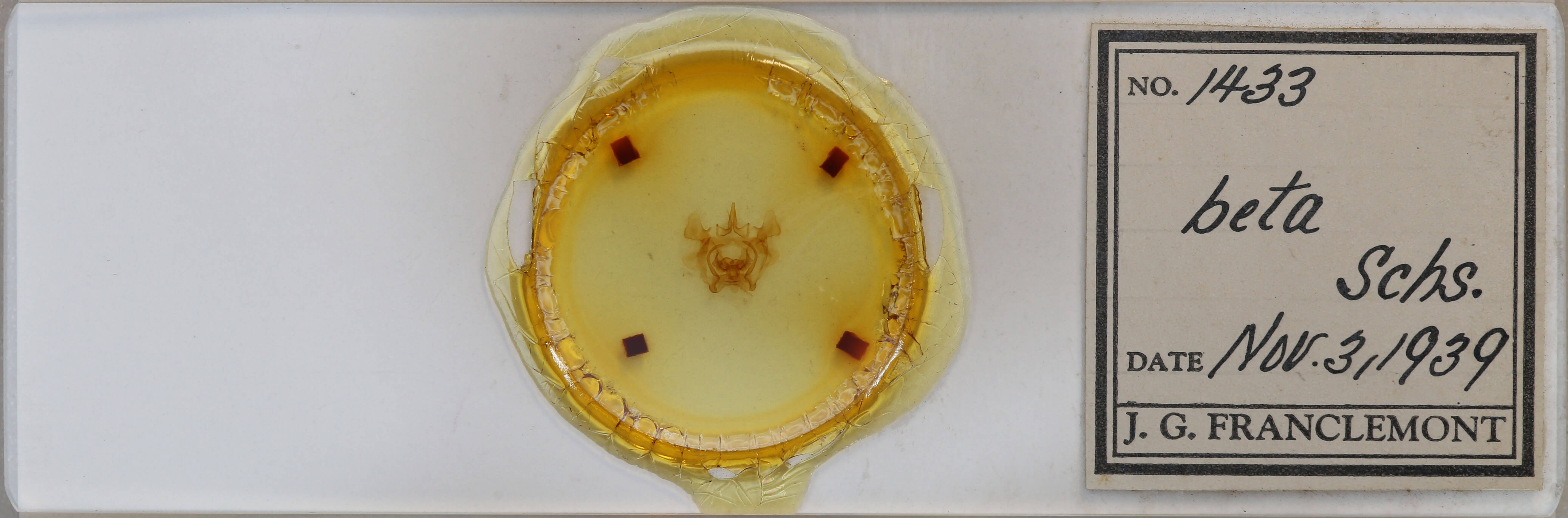 slide view of adult Gonogramma veigli