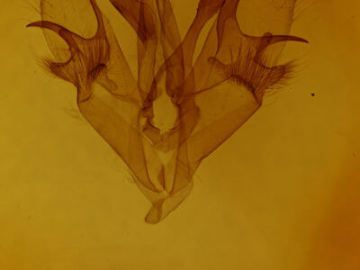 genitalia view of adult Mocis latipes