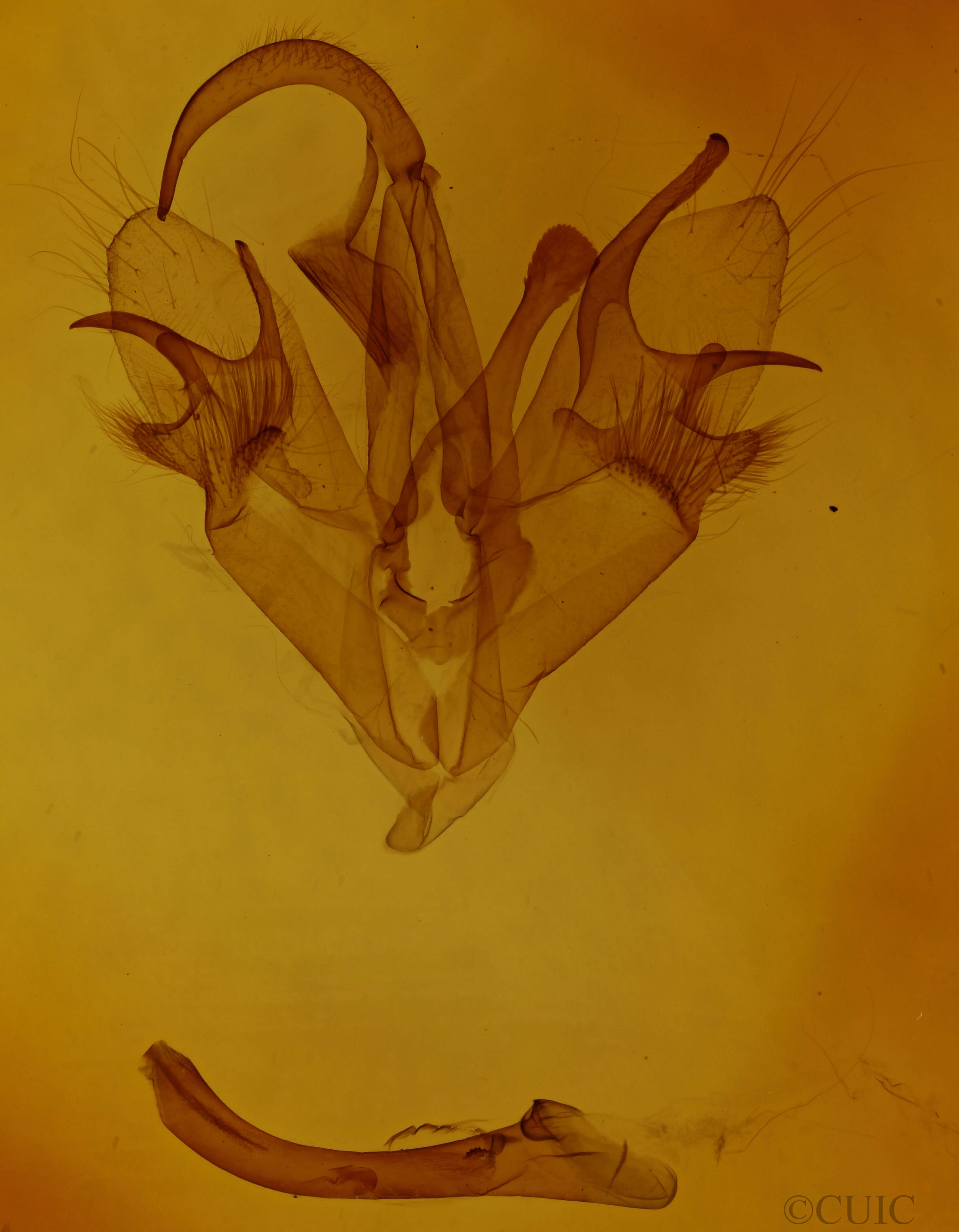 genitalia view of adult Mocis latipes