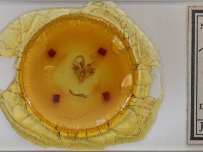 slide view of adult Mocis latipes