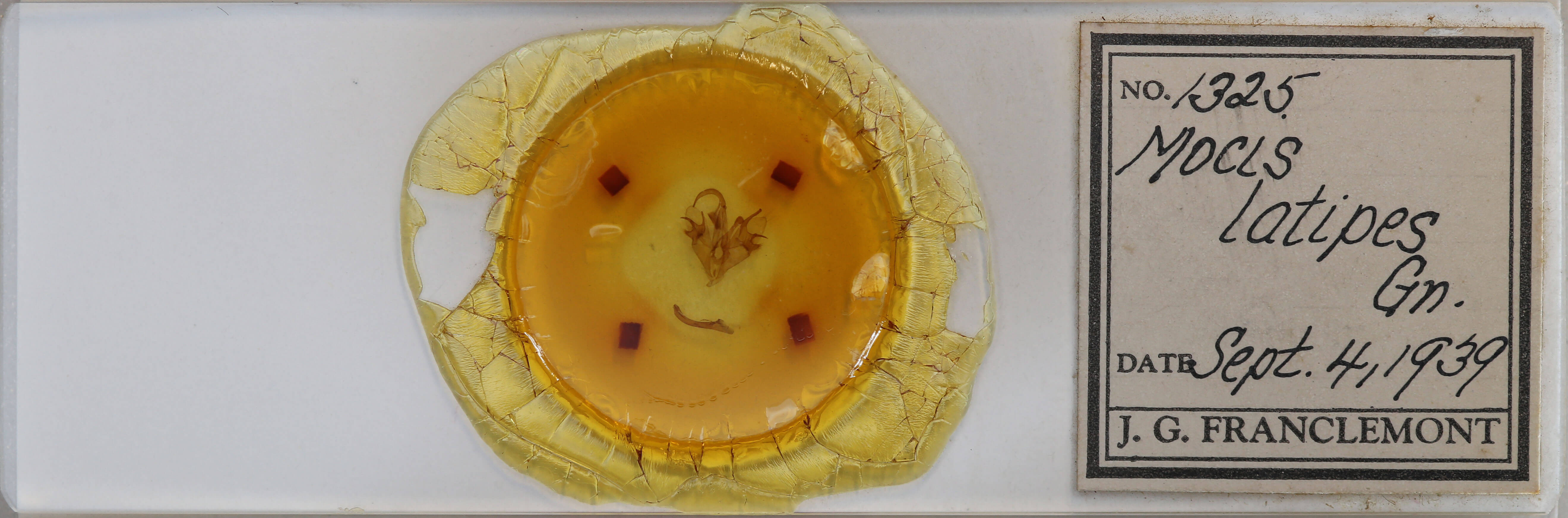 slide view of adult Mocis latipes