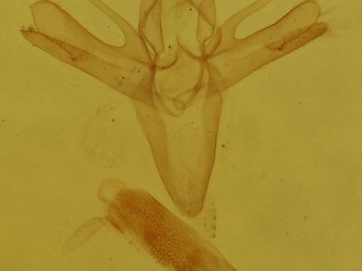 genitalia view of adult Renia factiosalis