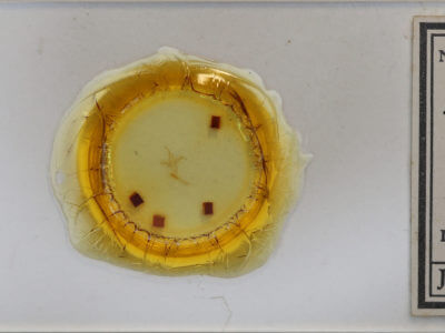 slide view of adult Renia factiosalis