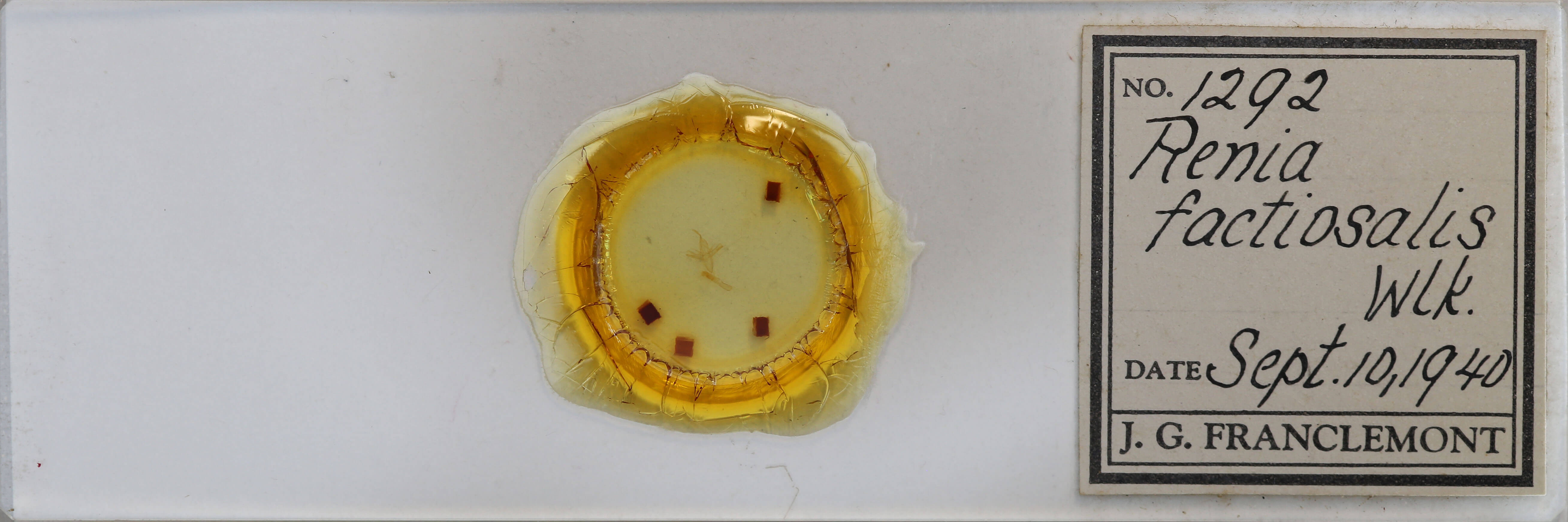 slide view of adult Renia factiosalis