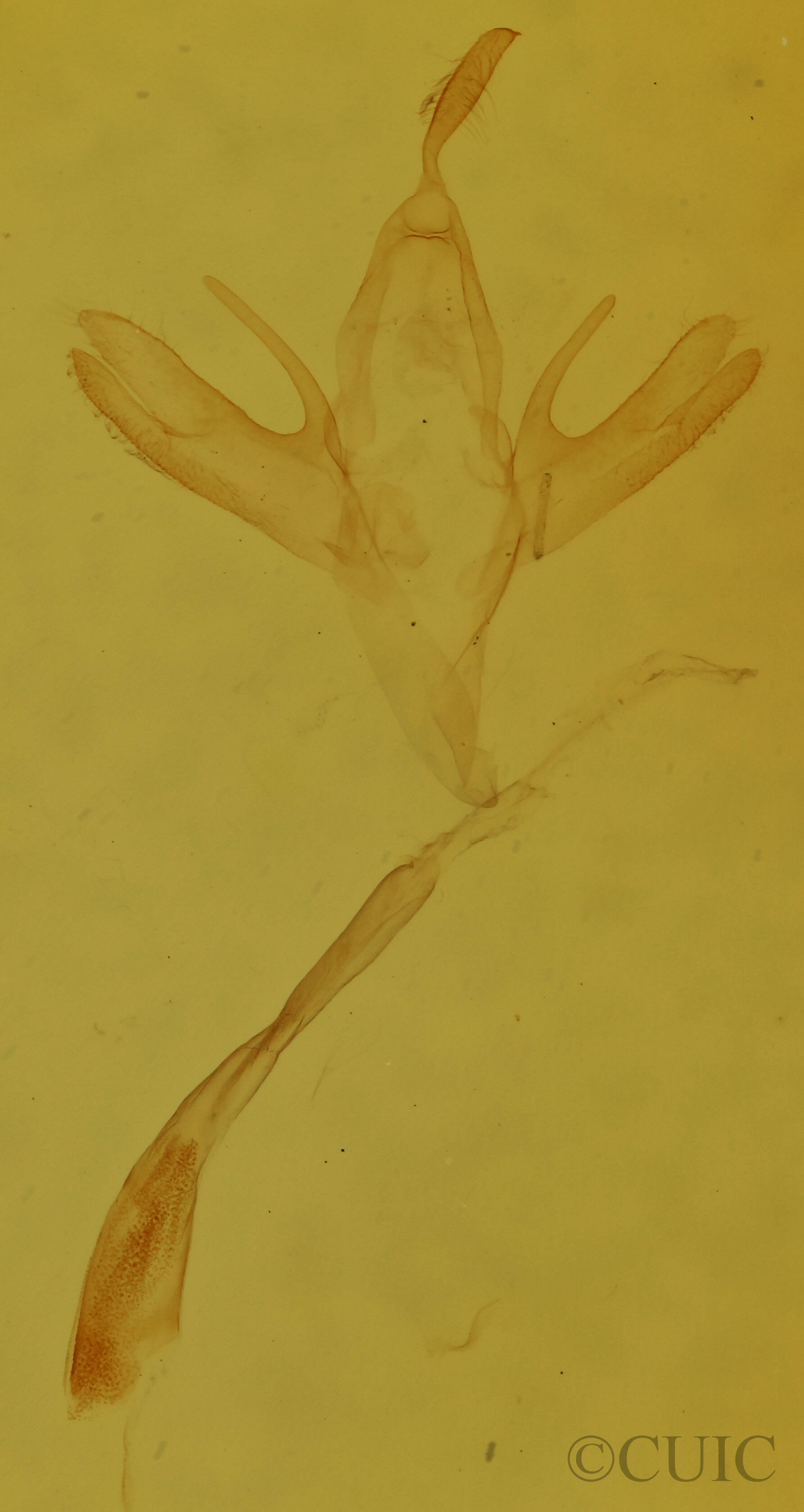 genitalia view of adult Renia adspergillus