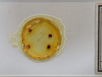 slide view of adult Renia adspergillus