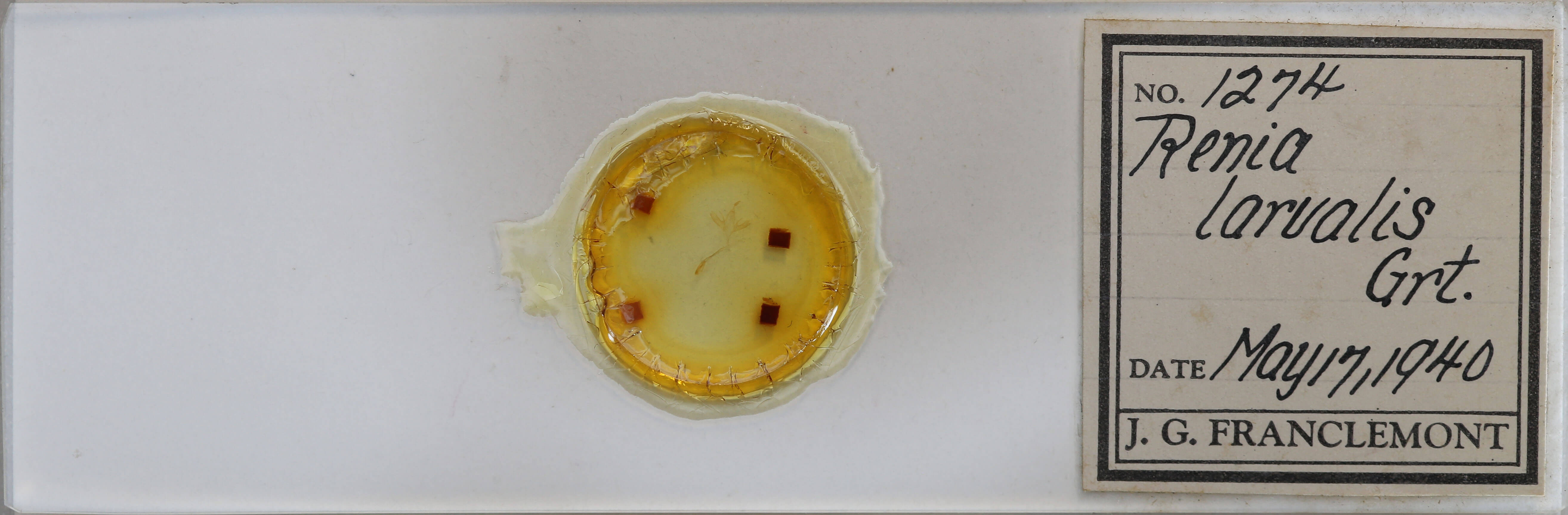 slide view of adult Renia adspergillus