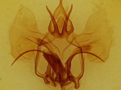 genitalia view of adult Roelmana maloba
